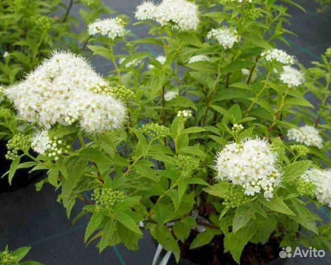 Спирея Альбифлора