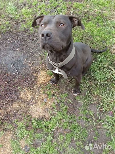 Питбультерьер