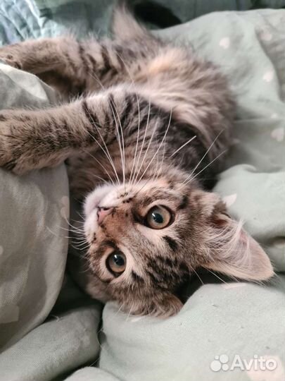 Котенок в самые лучшие руки