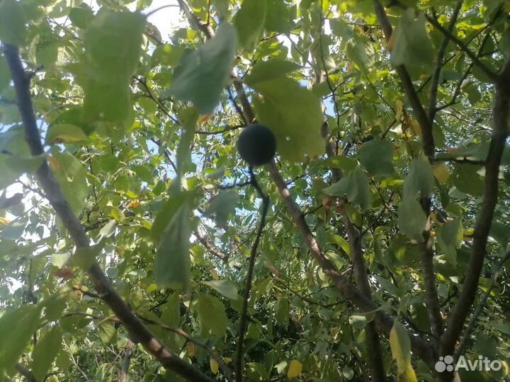 Саженцы терновки тернослива