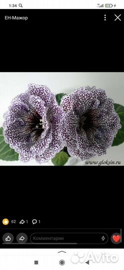 Глоксиния махровая сортовая