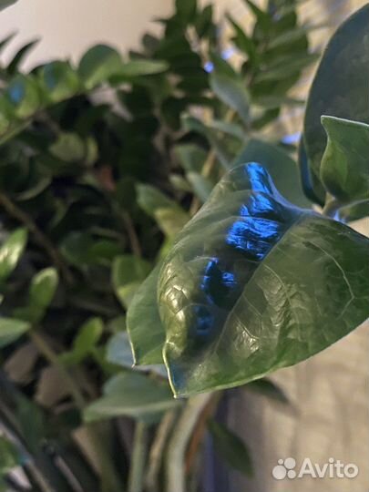 Замиокулькас большой