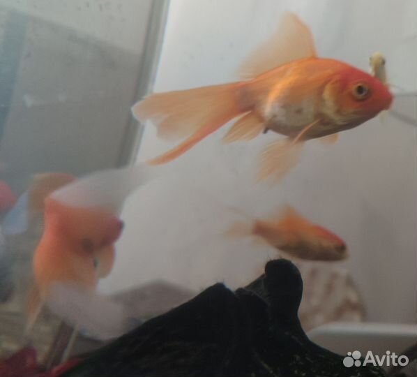 Аквариумные рыбки золотые,скалярии