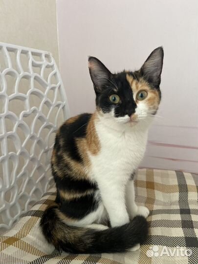 Домашиние котята