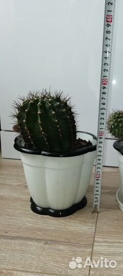 Кактус с горшком. Цветущий