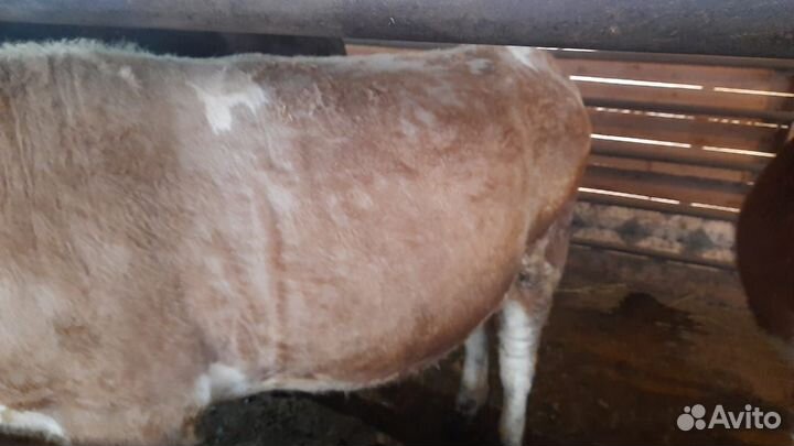 Продаются быки на доращивание