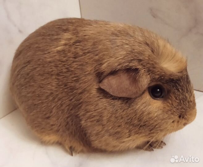 Морские свинки гладкошерстные мальчики