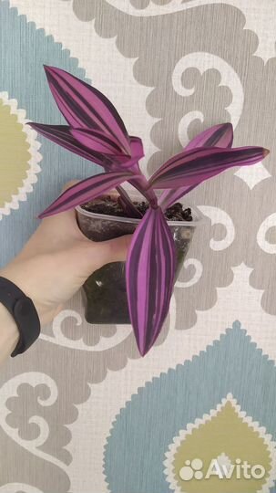 Традесканция сеткреазия пурпурная