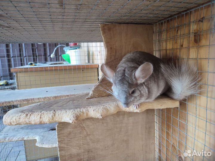 Шиншиллы + клетка
