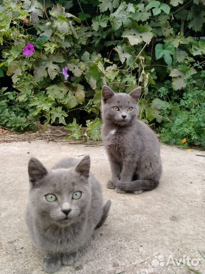 Котята в добрые руки бесплатно