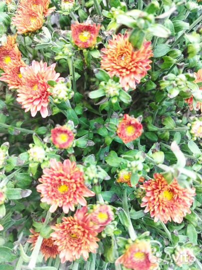 Хризантема мультифлора