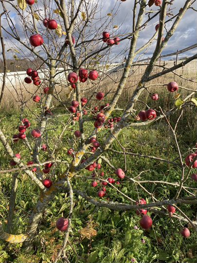 Участок 40 сот. (СНТ, ДНП)