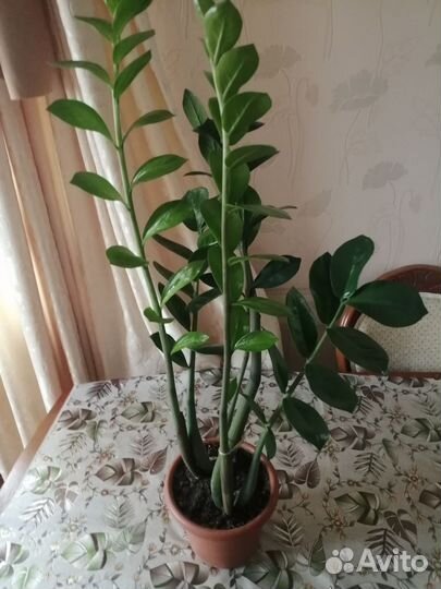 Замиокулькас