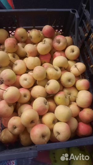 Райские яблочки