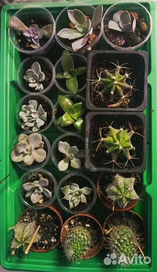 Суккуленты (кактусы, эхеверии, каланхоэ и др)