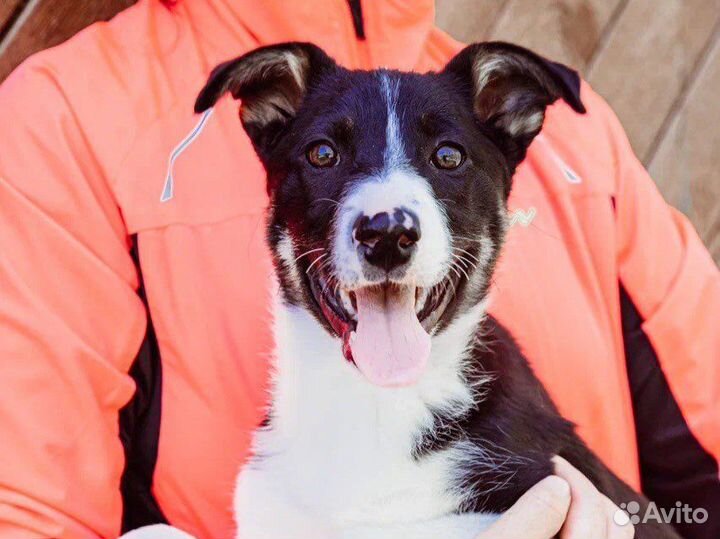 Красивая собака