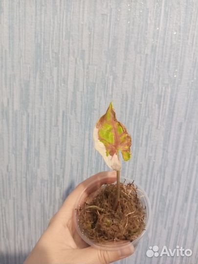 Сингониум клубничный лед