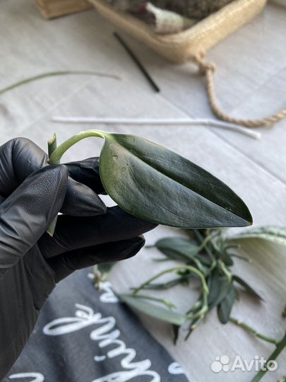 Сциндапсус черенки