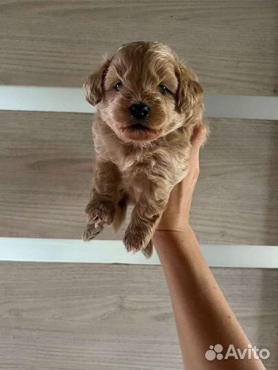 Мальтипу Ф1 девочка красотка карамелька