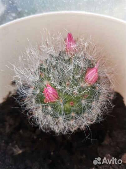 Кактус пушистик (Эспостоа)