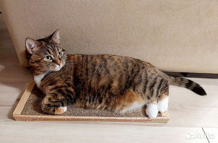 Красавица Муся в добрые руки