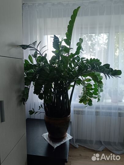 Замиокулькас