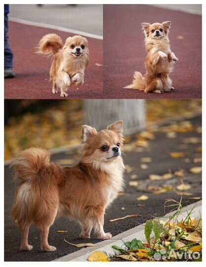 Кобели вязка чихуахуа