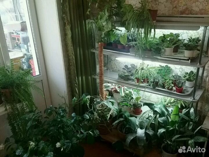 Продажа комнатных растений