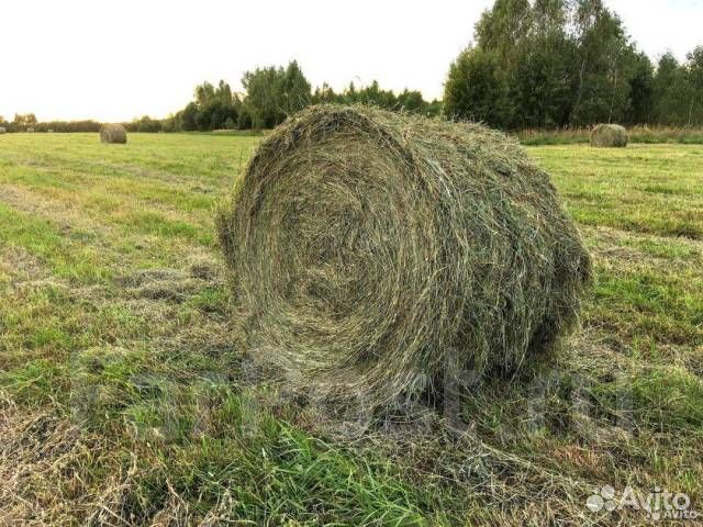 Продам сено в рулонах 2023