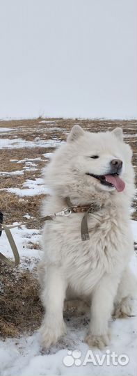 Чистокровная Самоедская лайка