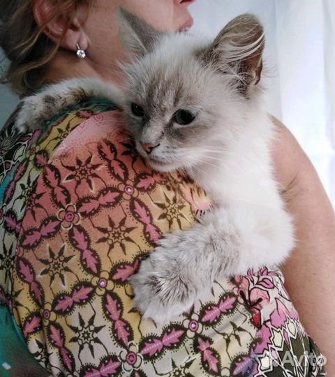 Кошечка Белочка ищет дом