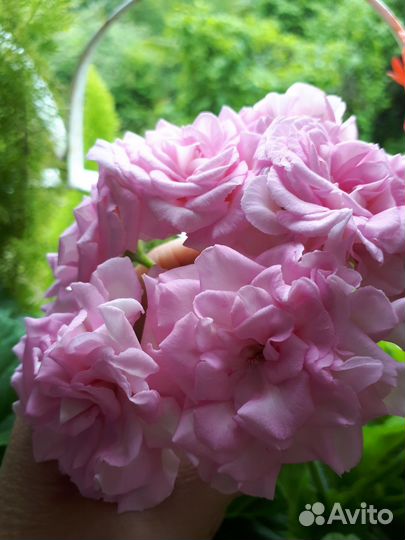 Пеларгония герань