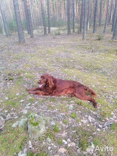 Ирландский сеттер