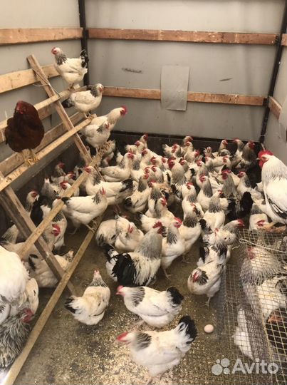 Несущие Куры,Утки,Гуси Холмогоры,Кролики,Петухи