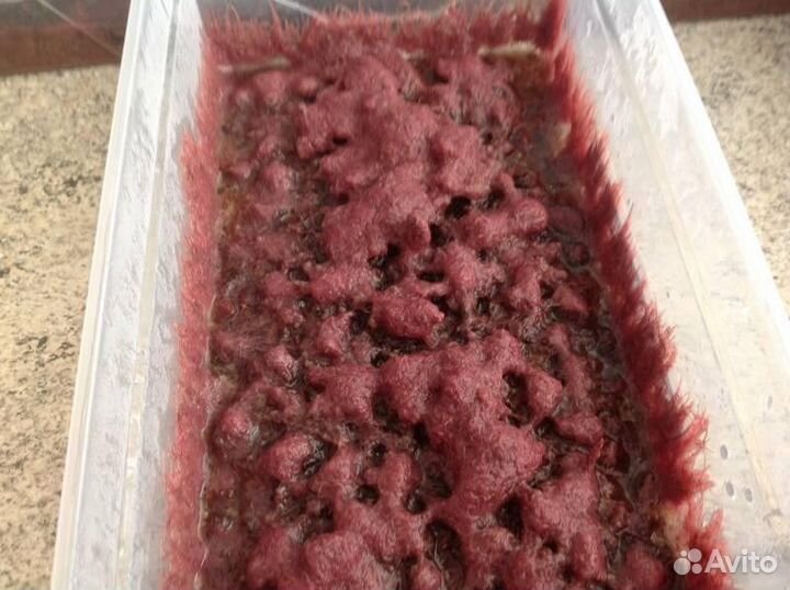 Трубочник Изя и Инфузория туфелька, корм для рыб