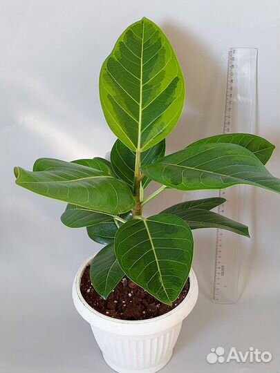 Фикус Бенгальский Тигр