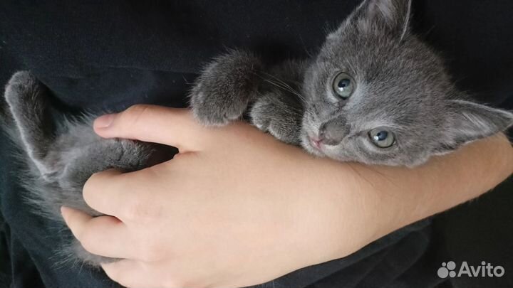 Котенка в добрые руки,бесплатно