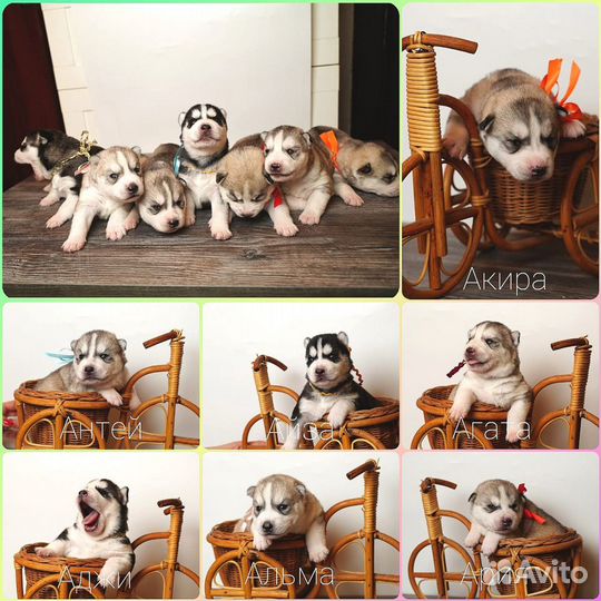 Вязка хаски