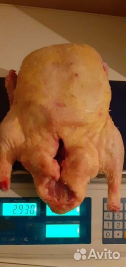 Домашняя, мясная, утка 2024 г круглый год