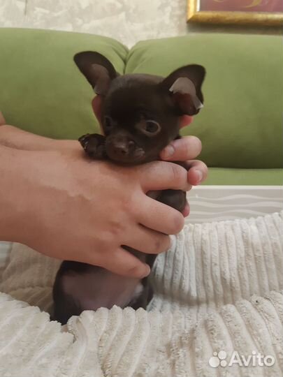 Шоколадные девочки Чихуа