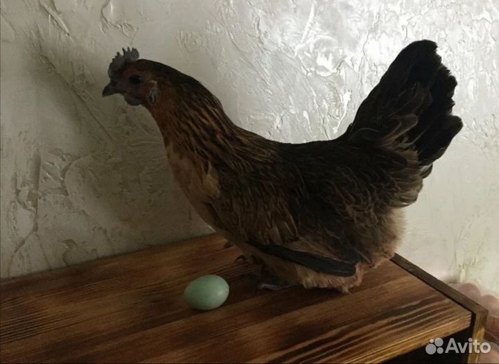 Куры Лакеданзи