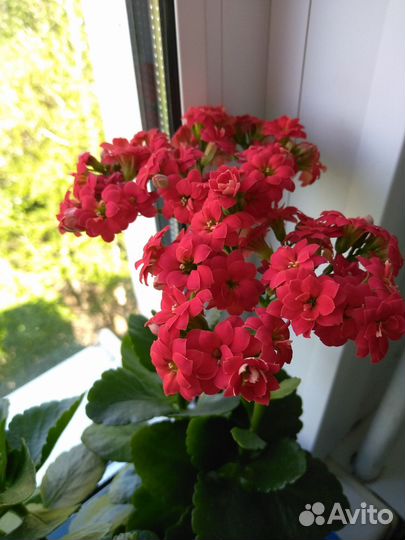 Каланхоэ оранжевого и красного цвета