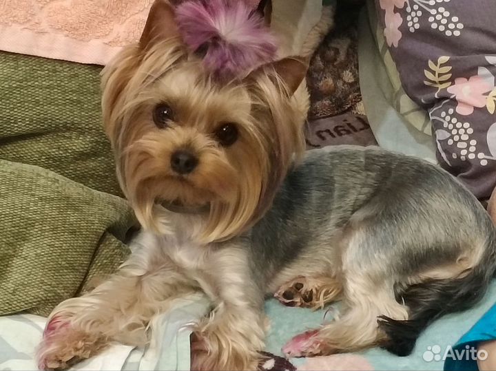 Грумер стрижка собак