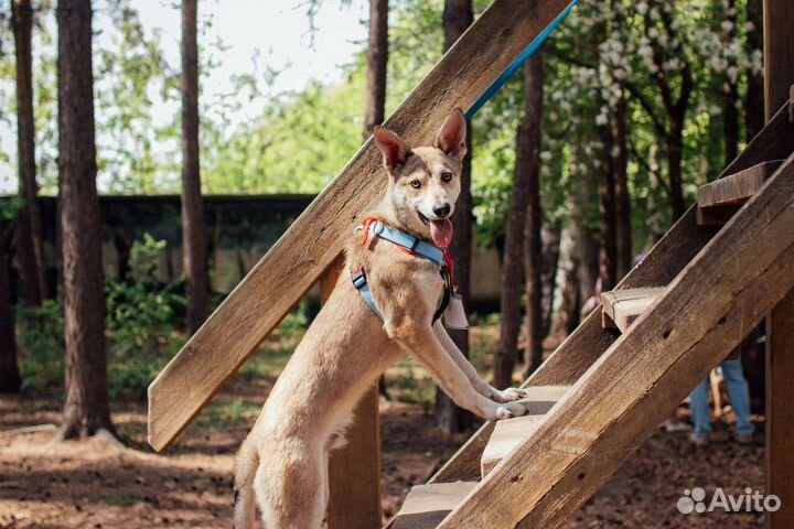 Собака в добрые руки