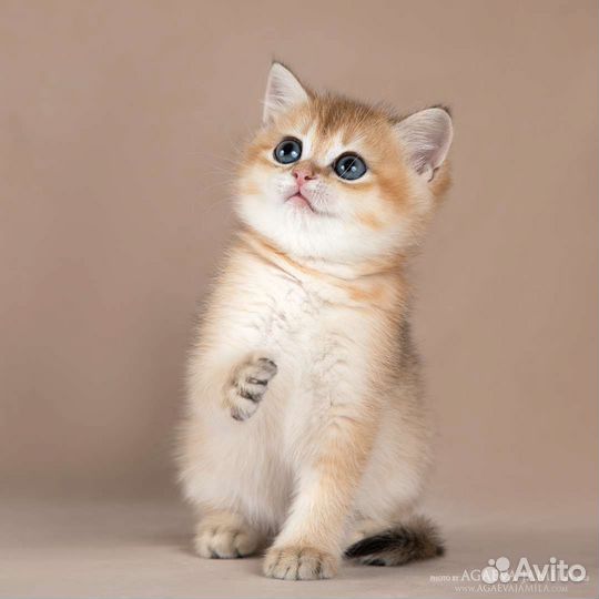 Девочка золотая британская шиншилла