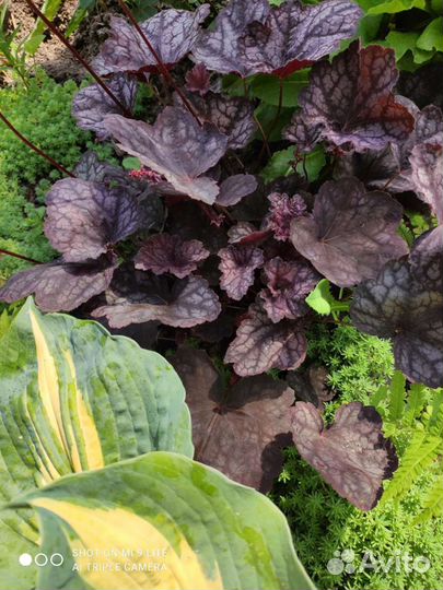 Гейхеры, медуница, брунера