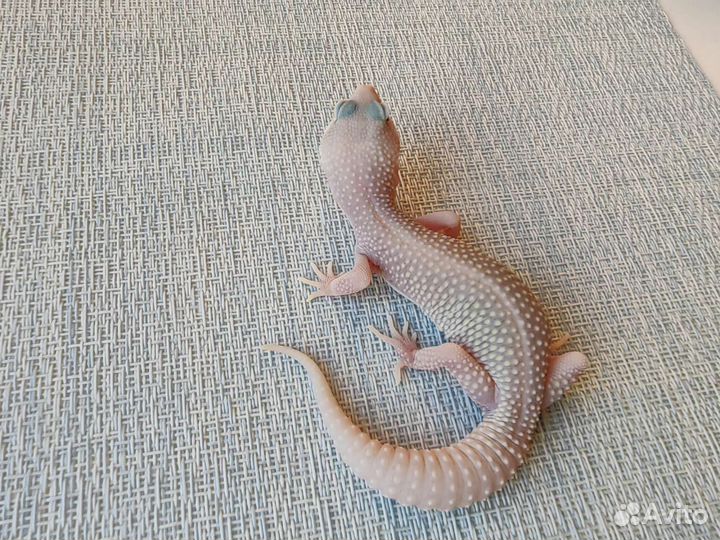 Геккон эублефар