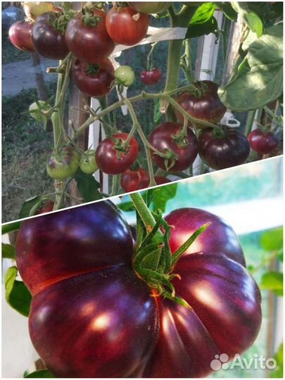 Семена коллекционных сортов