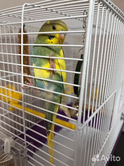 Волнистый попугай с клеткой