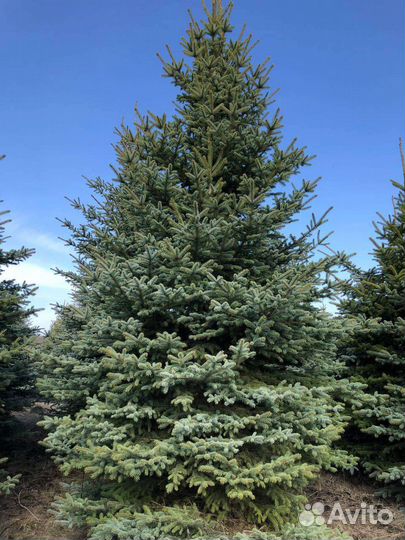 Голубые ели,пихты, Сибирские Ели, Сосны